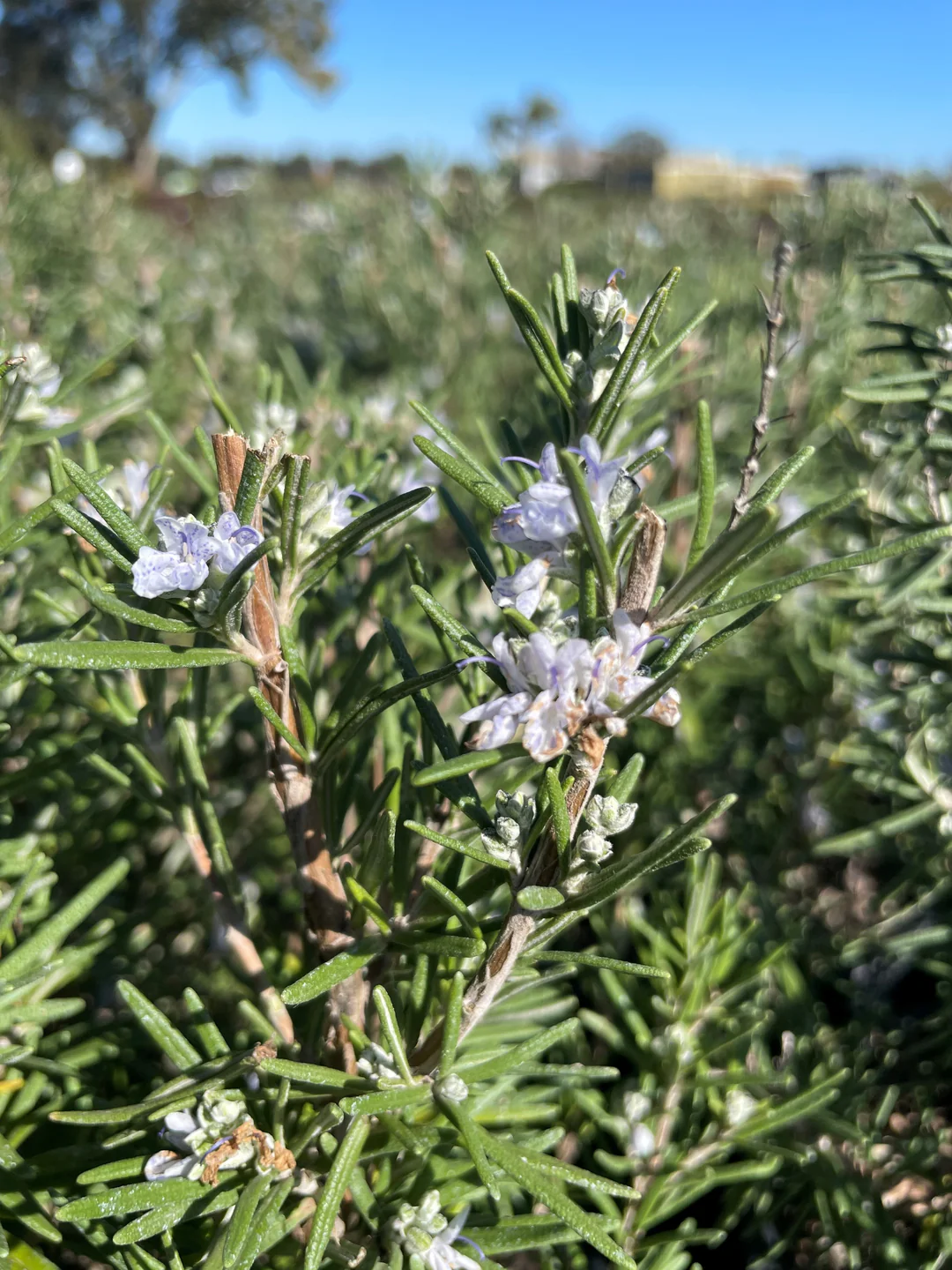 Rosemary plant profile