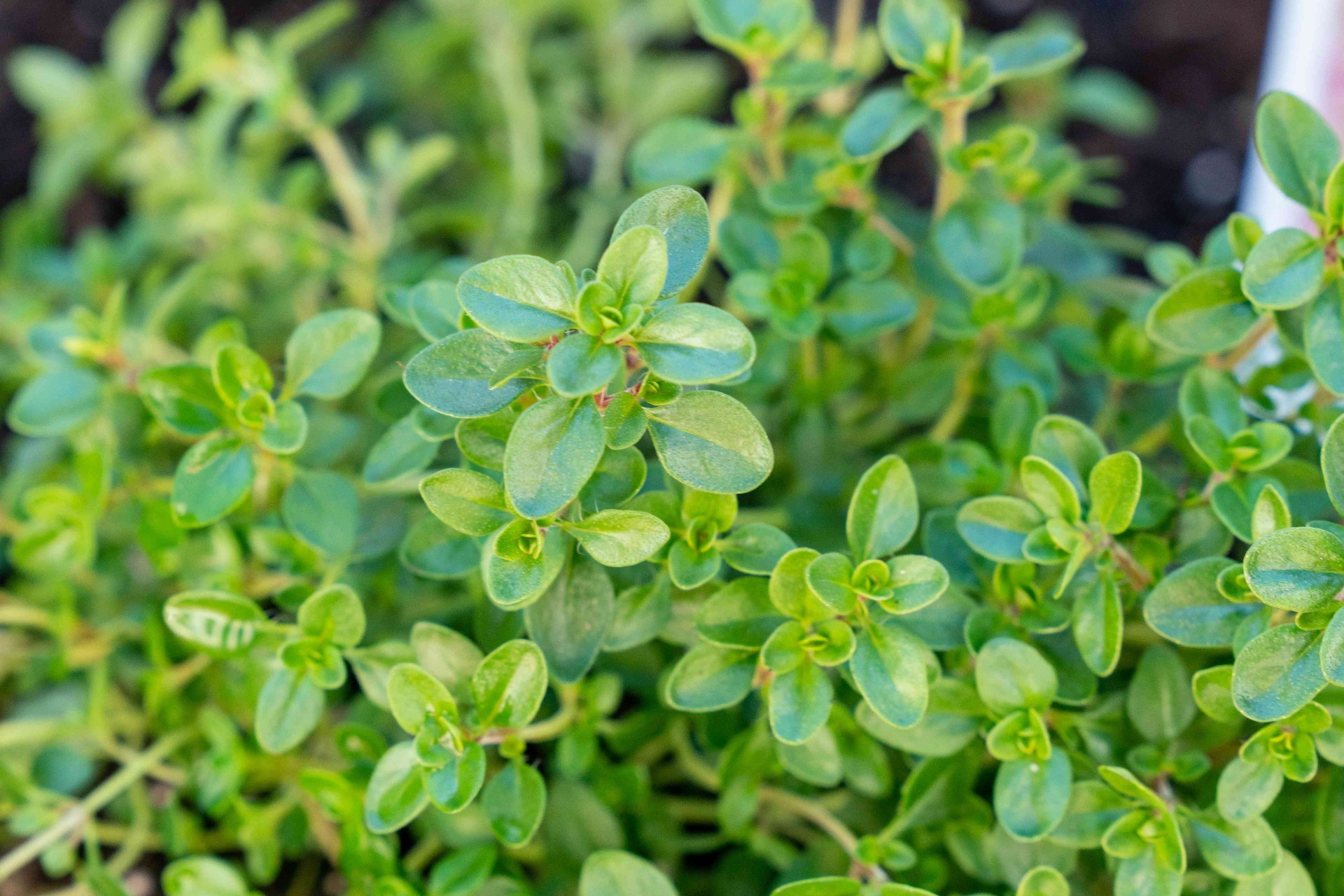 Thyme plant profile