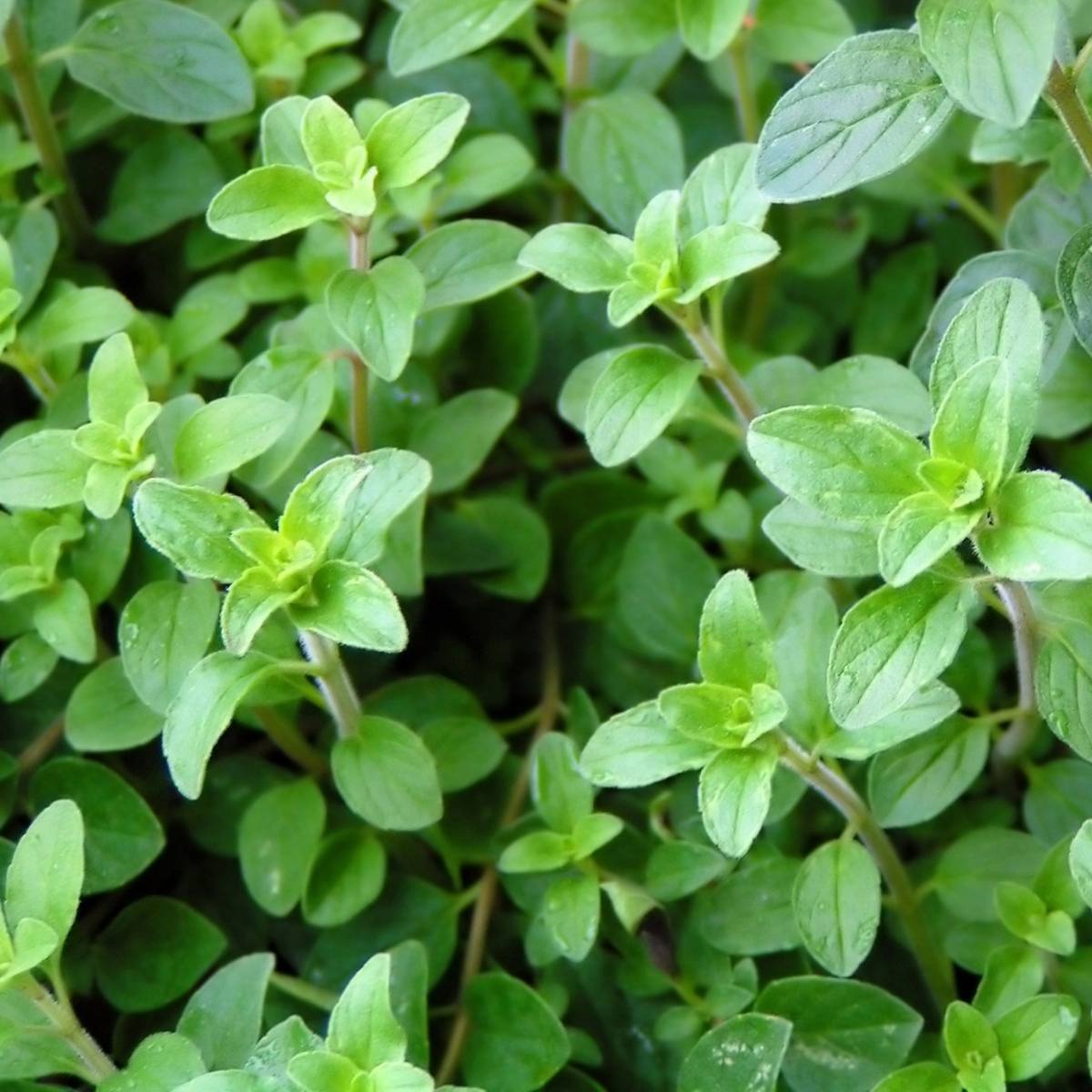 Oregano plant profile