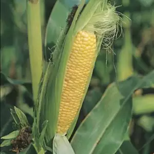 Sweet Corn plant profile