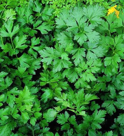 Parsley plant profile
