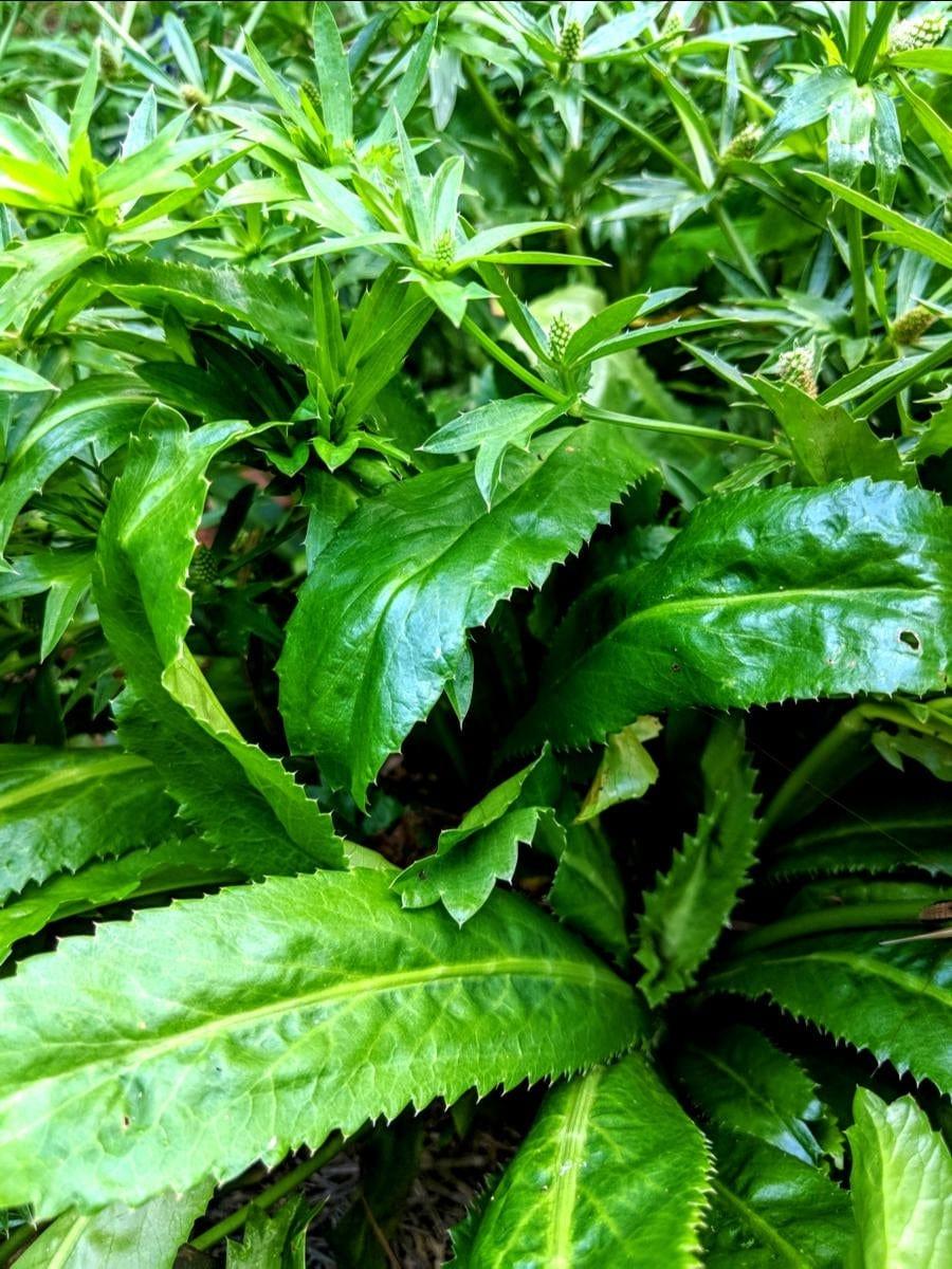 Culantro (Mexican Coriander) plant profile