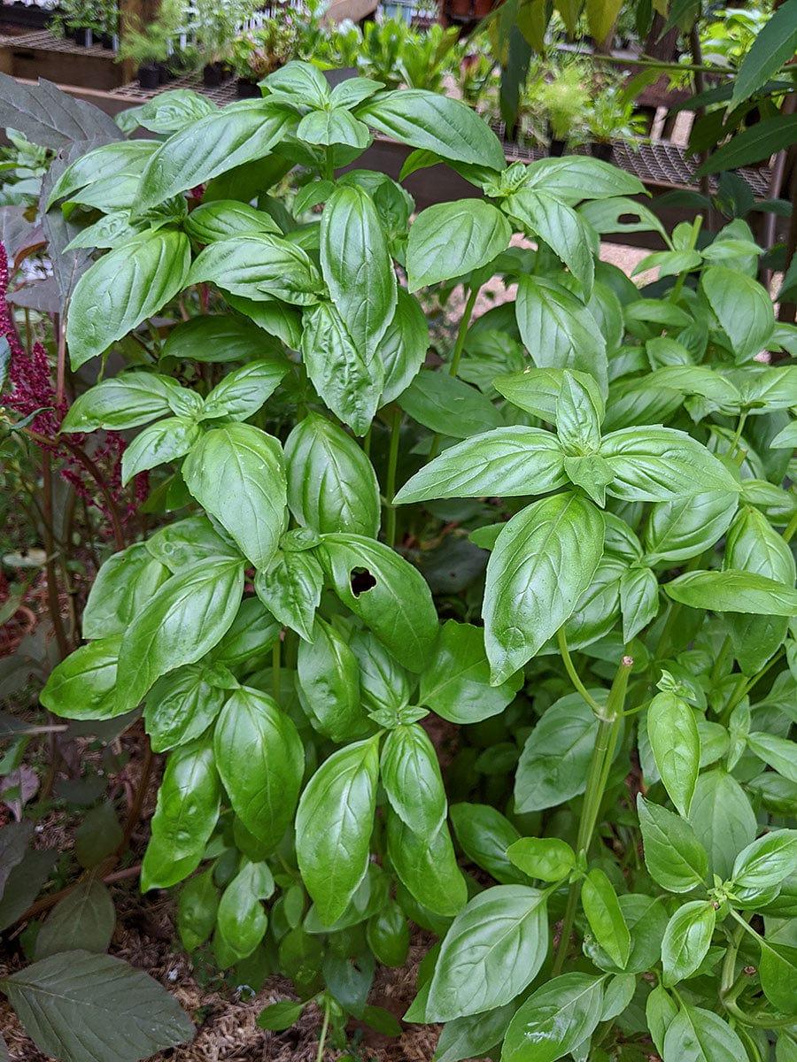 Basil plant profile