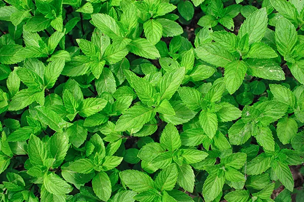 Mint plant profile