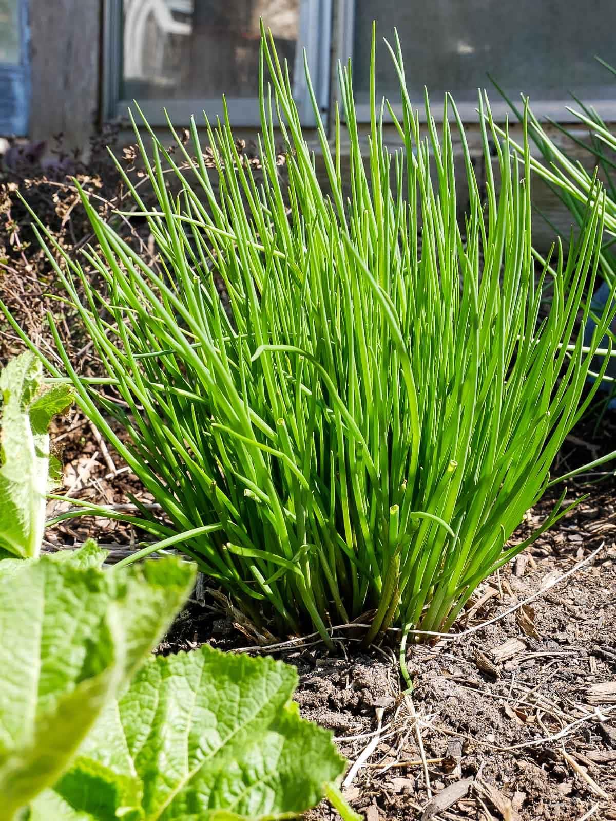 Chives plant profile
