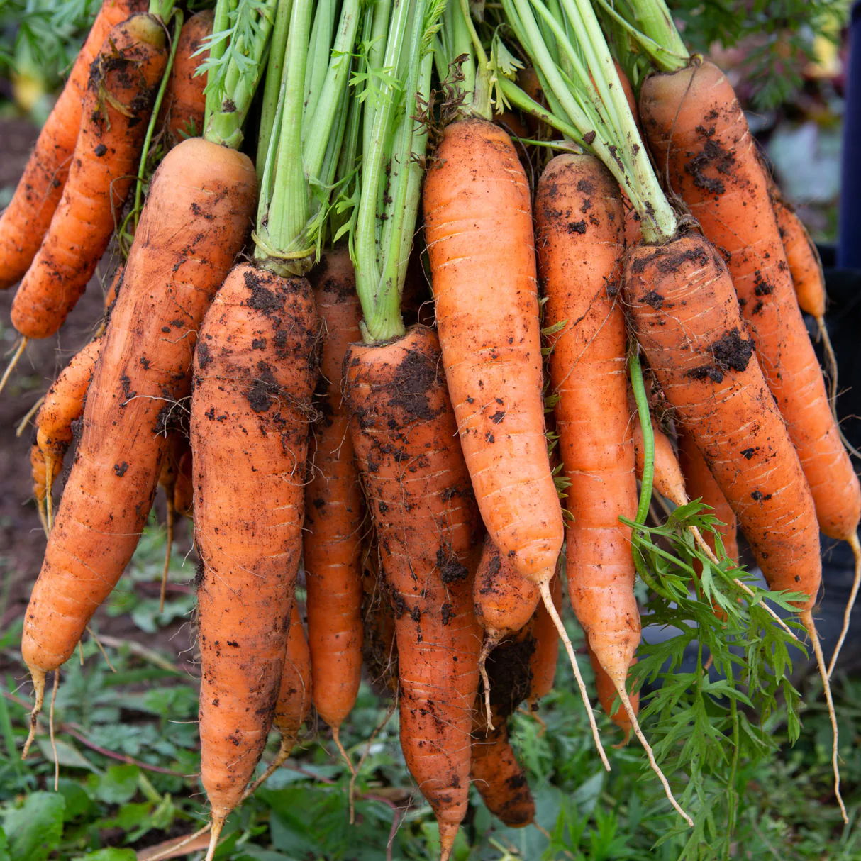 Carrot plant profile