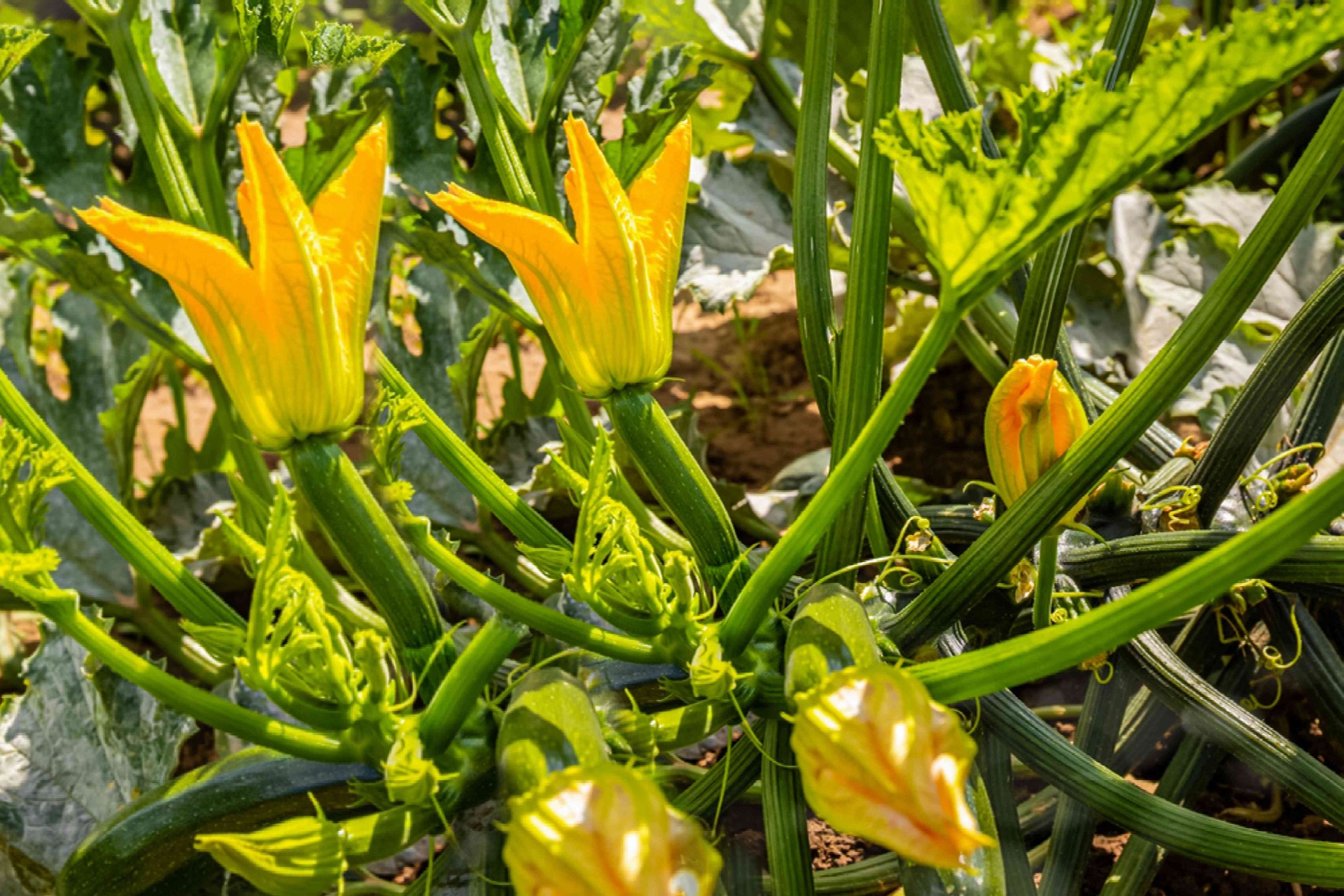Zucchini plant profile