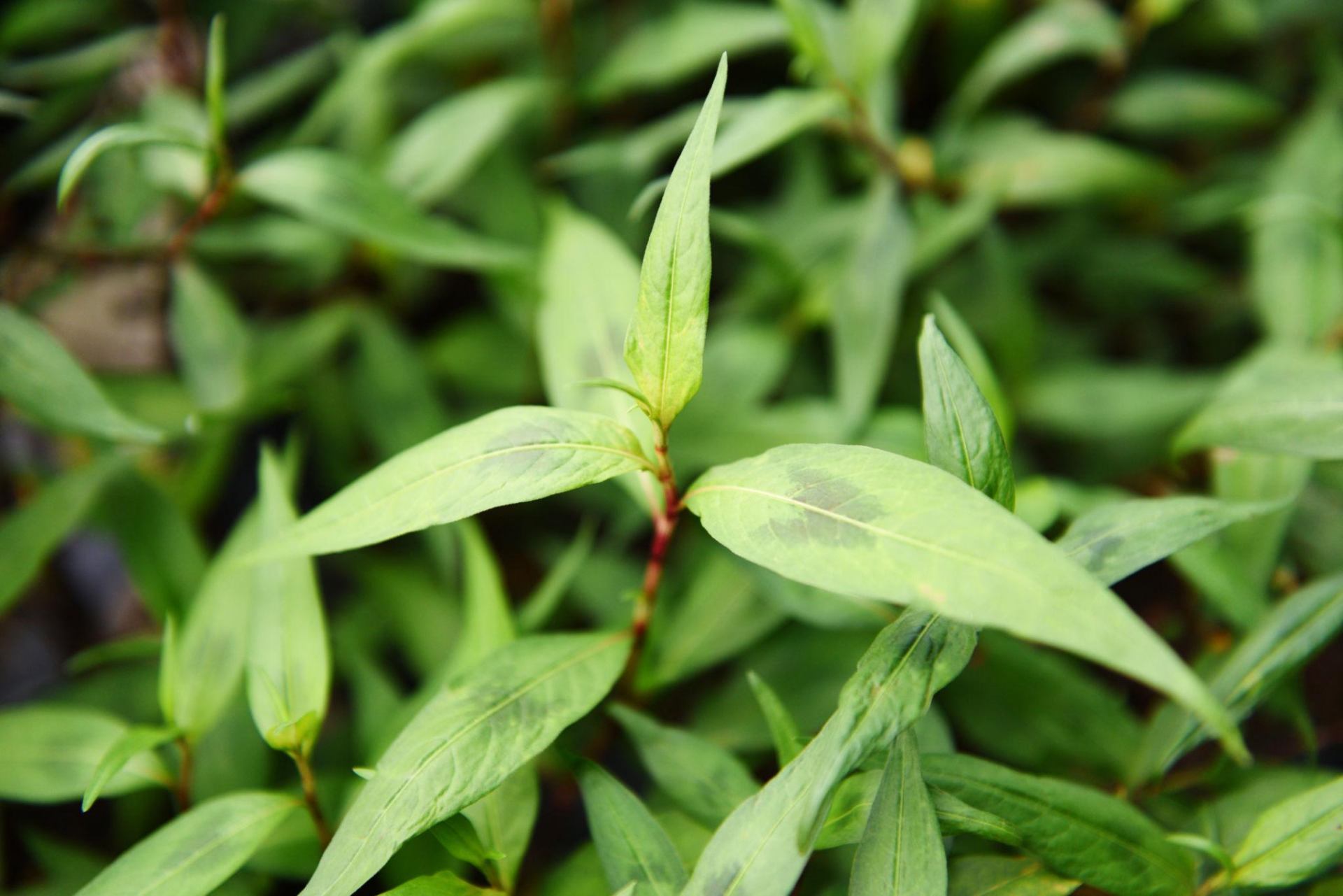 Vietnamese Mint plant profile