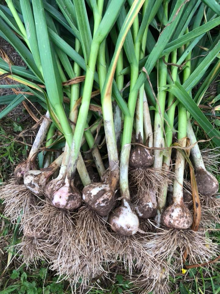 Garlic plant profile