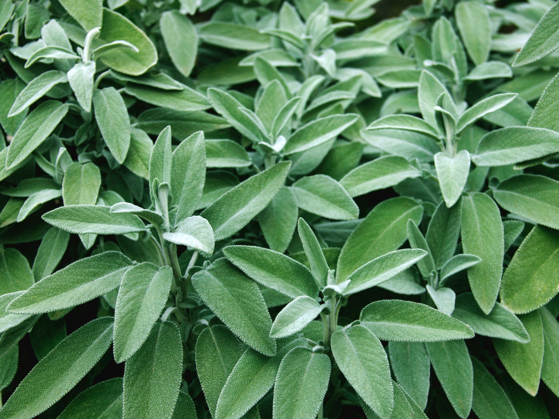 Sage plant profile