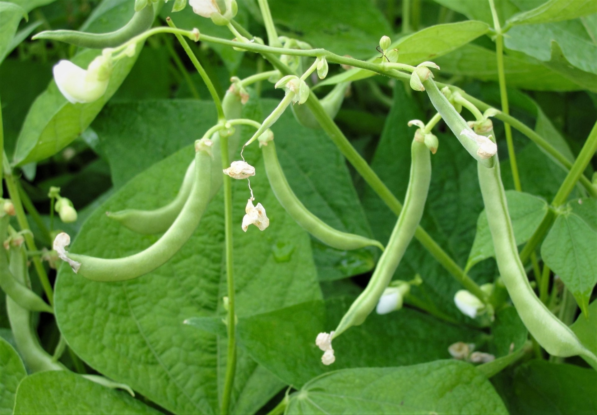 Climbing Beans plant profile