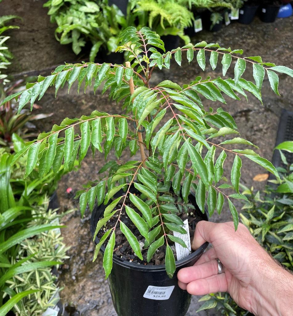 Curry Leaf plant profile