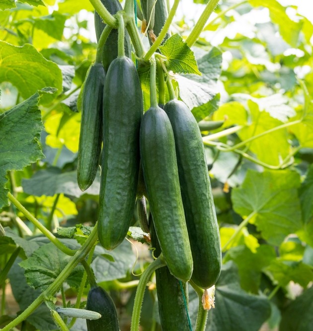 Lebanese Cucumber plant profile