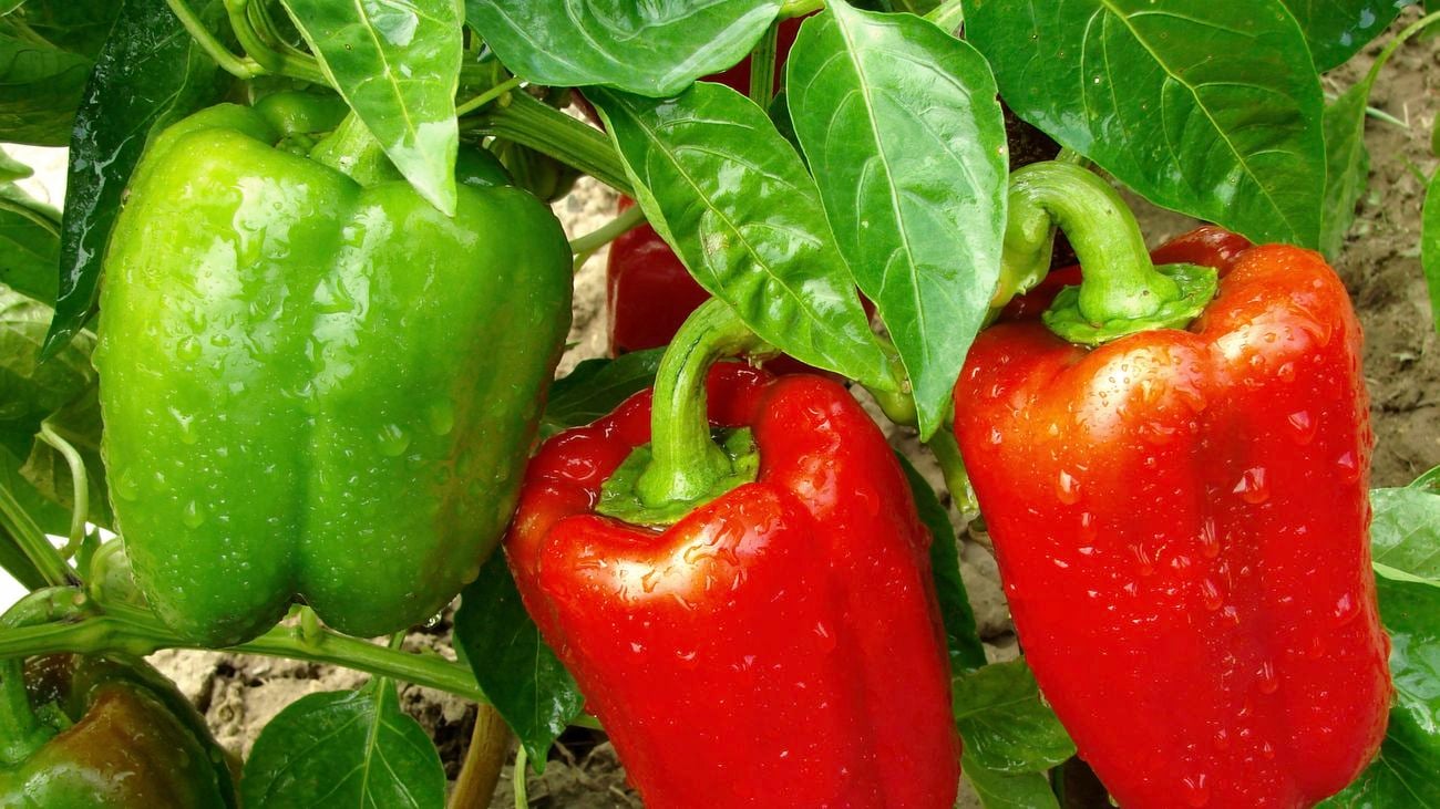 Capsicum plant profile
