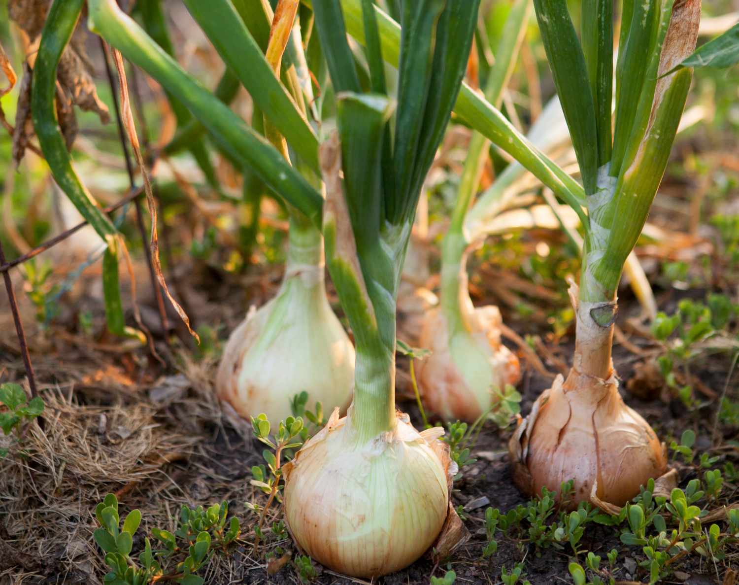 Onion plant profile