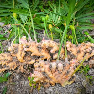 Ginger plant profile