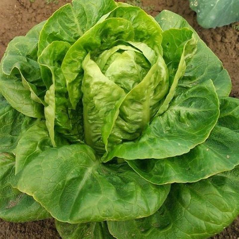 Cos Lettuce plant profile