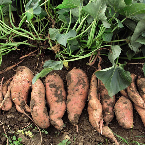 Sweet Potato plant profile