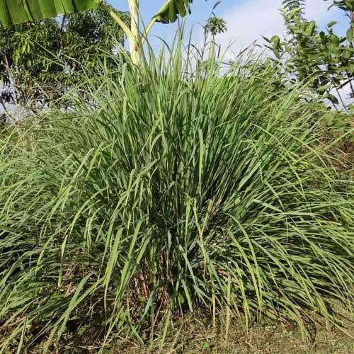 Lemongrass plant profile